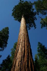 hoogste boom ter wereld
