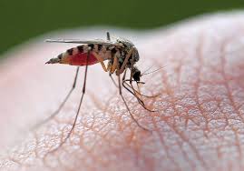 muggen wat doe je er tegen