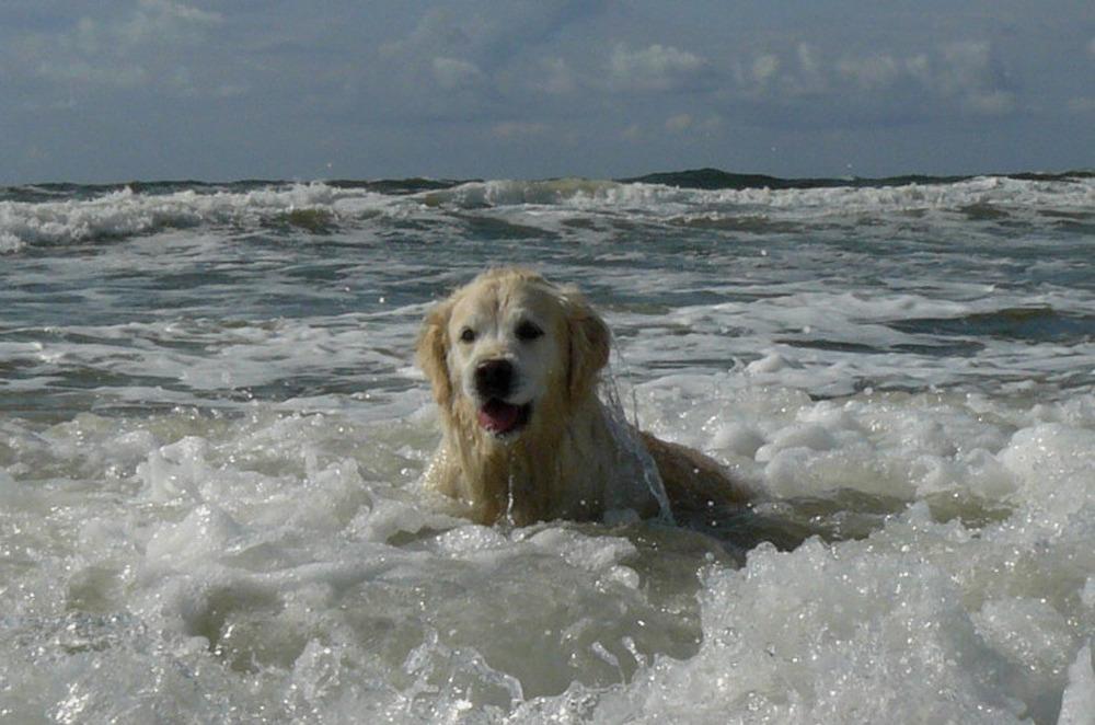 warmte hond water